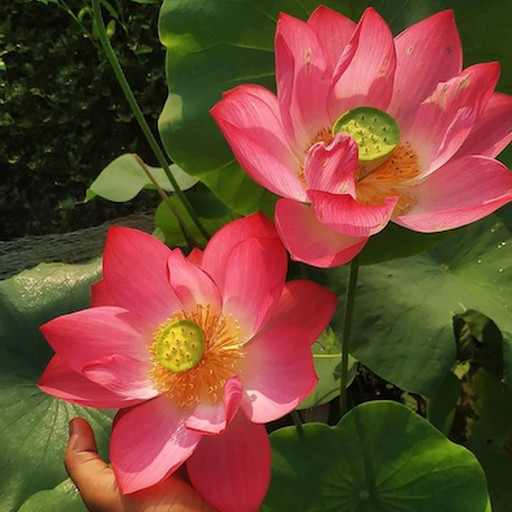 Mixed Color Nelumbo Seeds