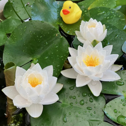White Hardy Waterlily