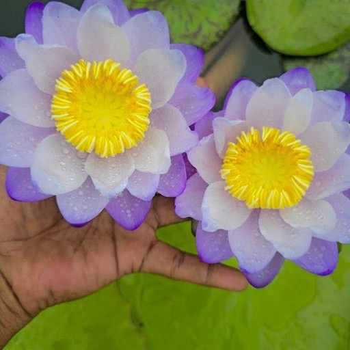 Aussie Waterlily Blossoms