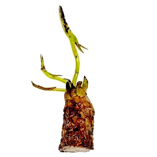 Bare Tropical Waterlily Tuber