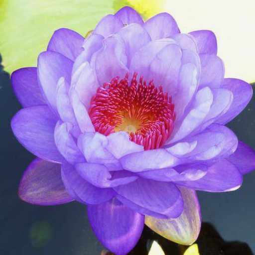 Lavender Blue Austrailian Waterlily Flower