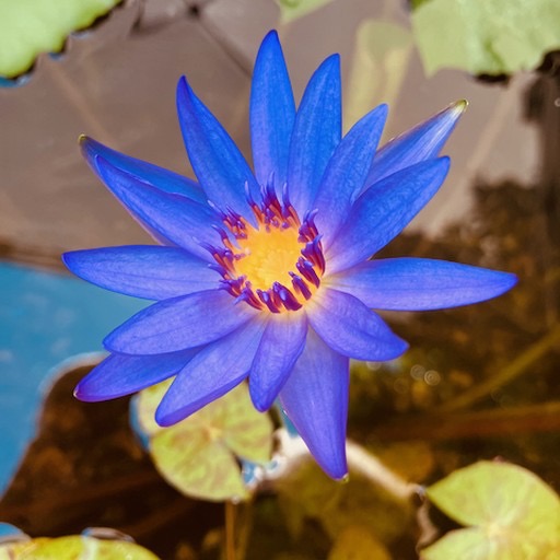 'Tina' Blue Tropical Waterlily Flower