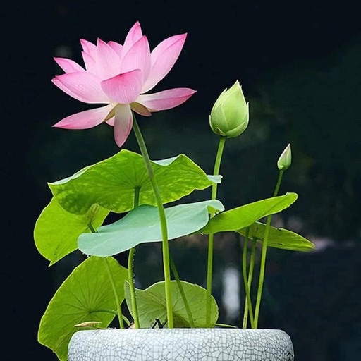 Dwarf Pink Asian Bowl Lotus