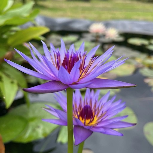 'Colorata' Tropical Waterlily Flowers