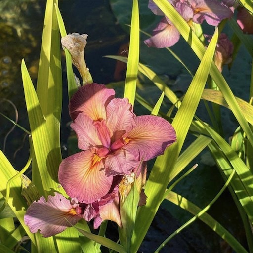 Native Red Copper Water Iris