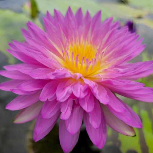 Double-Petal Pink Tropical Water Lily