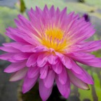 double-petal-waterlily.jpg
