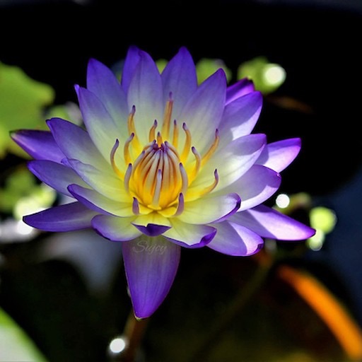 Bi-Color Blue Lotus Waterlily Flower