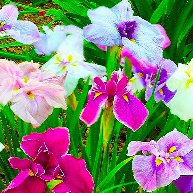 Japanese Water Iris Ensata Flowers