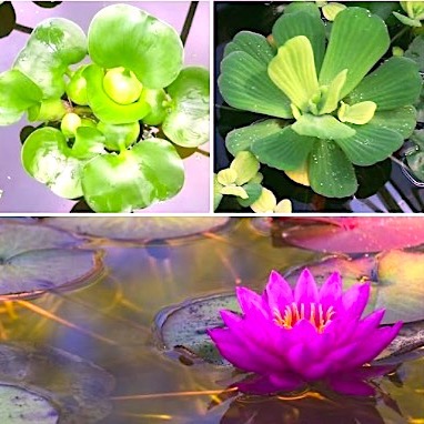 Pond Plant Starter Collection