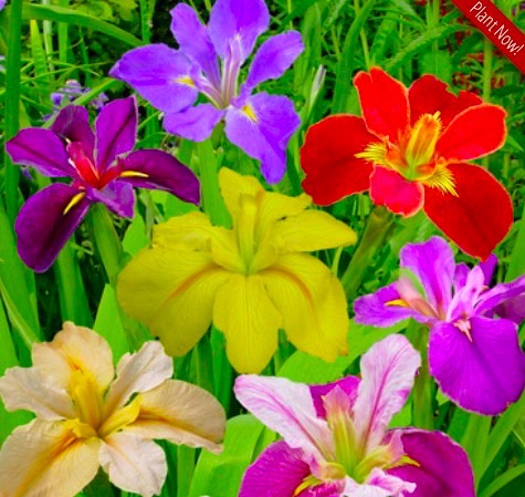 Mixed Color Louisiana Water Iris Plants