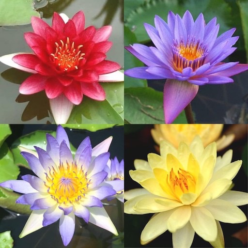 Mixed Color Waterlily Plants Collection