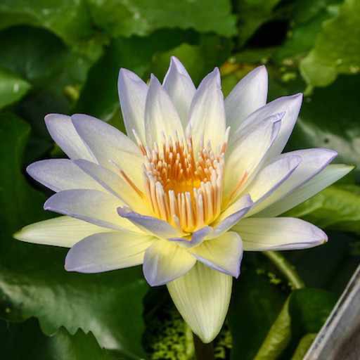 'Moonbeam' - Blue x Yellow Hybrid Tropical Waterlily