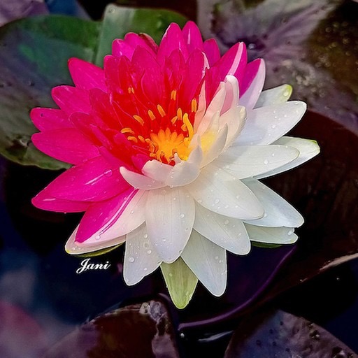 Genetic Mutant Hardy Waterlily Flower
