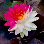 mutant-waterlily.jpg