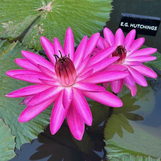 Magenta Night Blooming Tropical Waterlily Flower