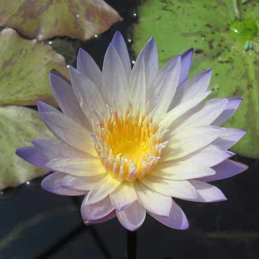 Pale Blue Tropical Water Lily Blossom