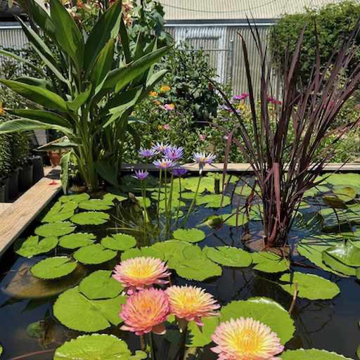 Rectangular Small Pond Water Garden