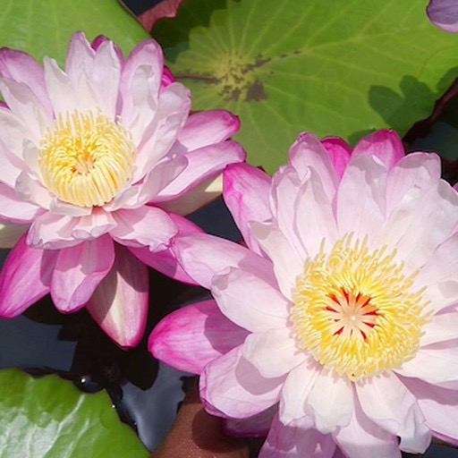 Pink Austrailian Tropical Waterlily Flowers