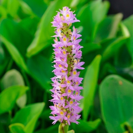Pink Pickerel Weed Pond Plant Flower