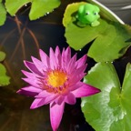 pink-tropical-waterlily.jpg