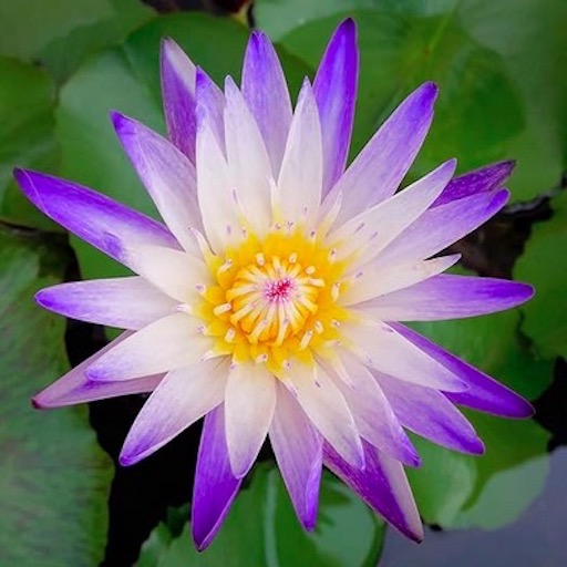 'Purple Joy' Tropical Waterlily Flower