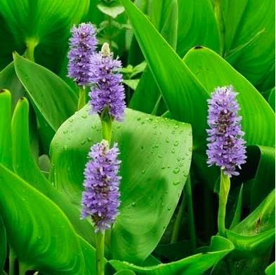 Purple Pickerel Pond Plant Flowers