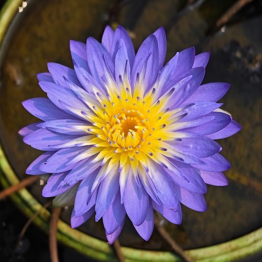 Lavender Purple Tropical Nymphaea Flower