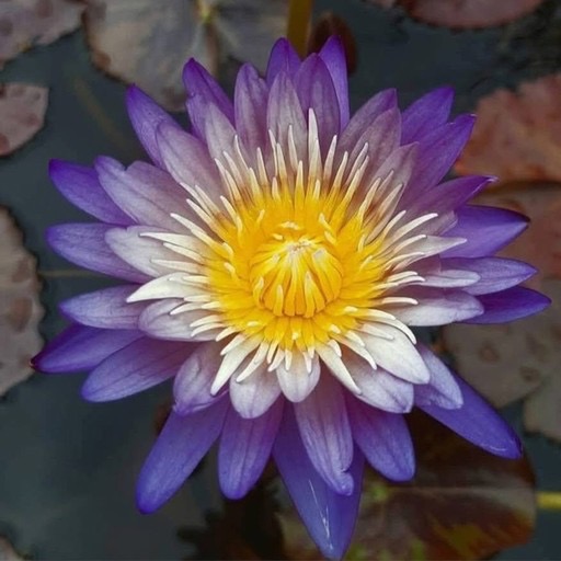 Purple and White Hybrid Water Lily Blossom #waterlilybear #thewaterlilybear https://waterlilybear.com/aquatic-plants/tropical-waterlily.html
