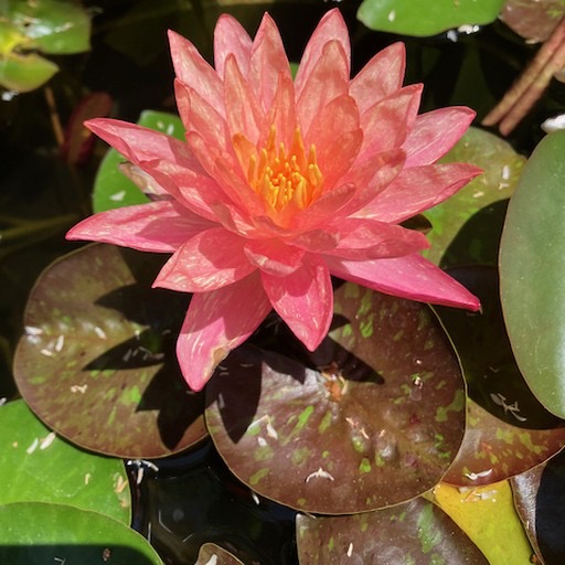 Red Hardy Water Lily Flower