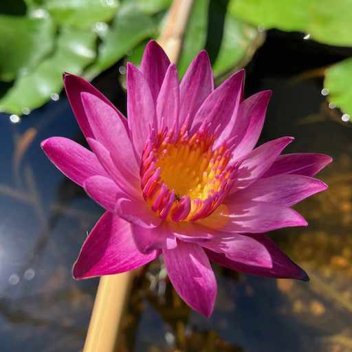 Hot Pink Tropical Waterlily Bloom