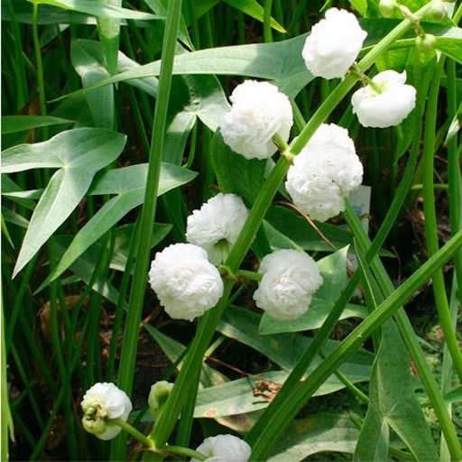 Double-Flowered Sagittaria Japonica - Japanese Arrowhead