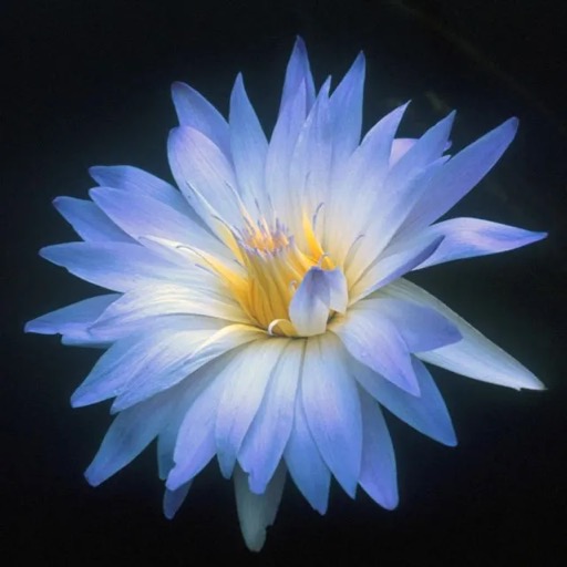 Amazing Sky Blue Tropical Waterlily