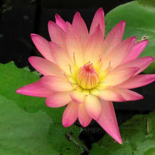 'Afterglow' Sunset Colored Tropical Waterlily