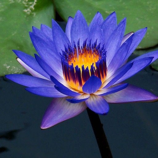 'Tina' Glowing Blue Lotus Flower