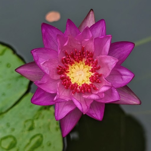 Vibrant Pink Tropical Waterlily Blossom