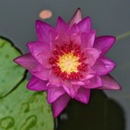 pink-tropical-waterlily.jpg