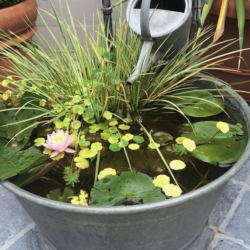 Glavanized Tub Mini Water Garden