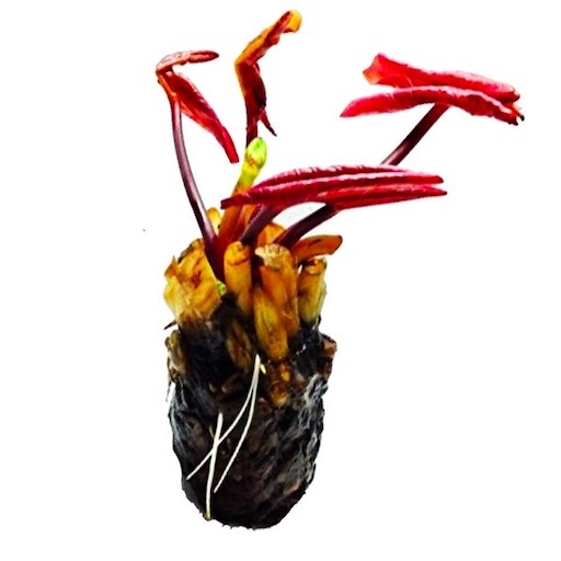 Affordable Bare-Root Waterlily Tuber