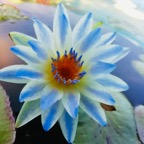 white-blue-waterlily.jpg