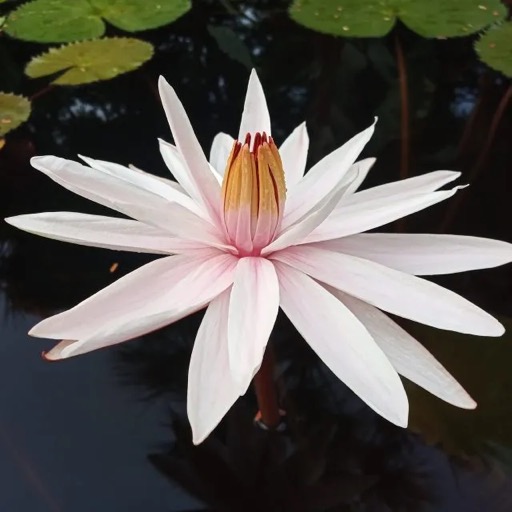 White Night-Blooming Tropical Waterlily Flower