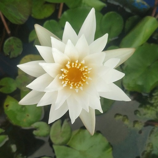 'Innocence' Snow White Tropical Waterlily Flower