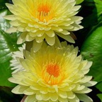yellow-hardy-waterlily.jpg
