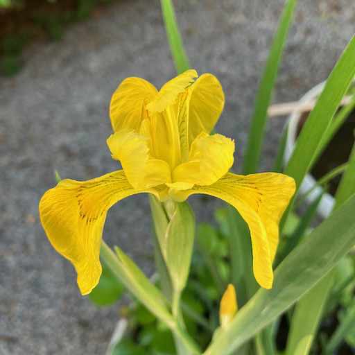 Iris Pseudacorus - European Yellow Flag Water Iris Flower