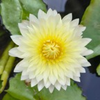 yellow-white-waterlily.jpg