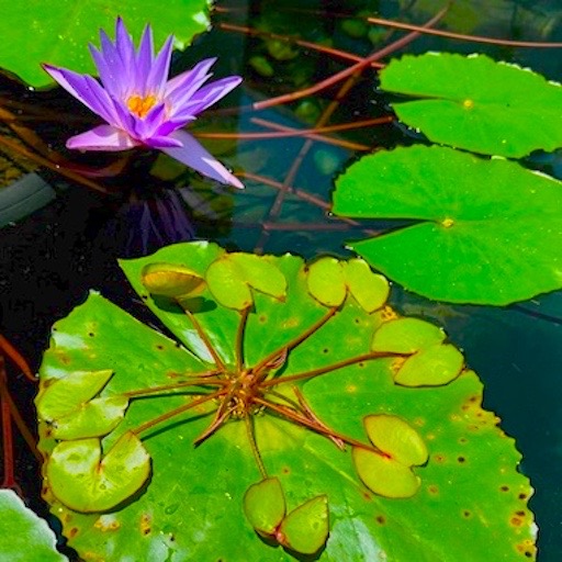 Viviparous Waterlily Plant On Lily Pad #vivip #viviparity #viviparousplant https://waterlilybear.com/aquatic-plants/tropical-waterlily.html
