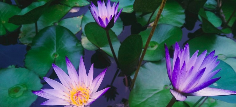 Blue Tropical Waterlily Banner